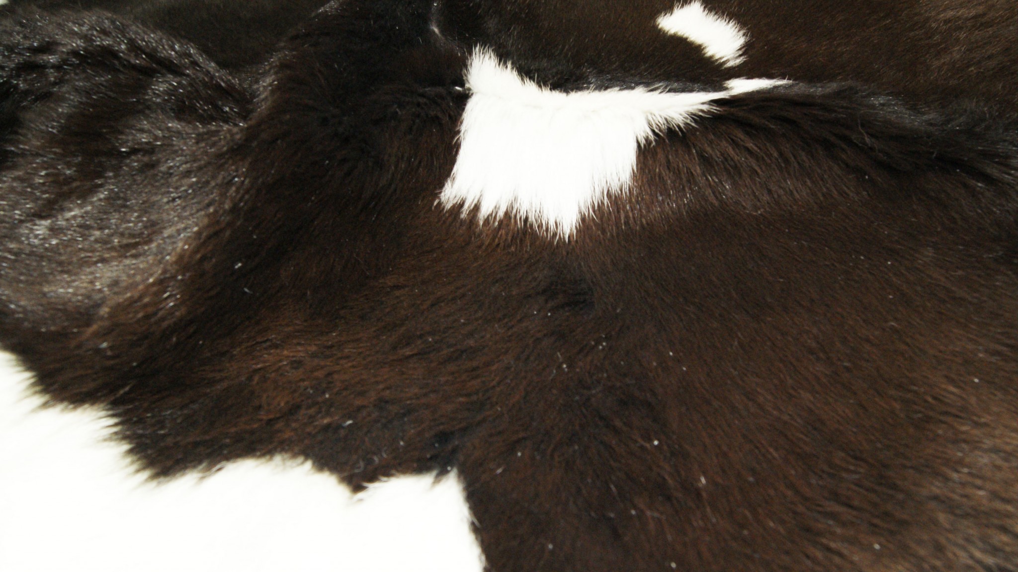 2" X 3" Brown and White Cowhide Hand Woven Area Rug