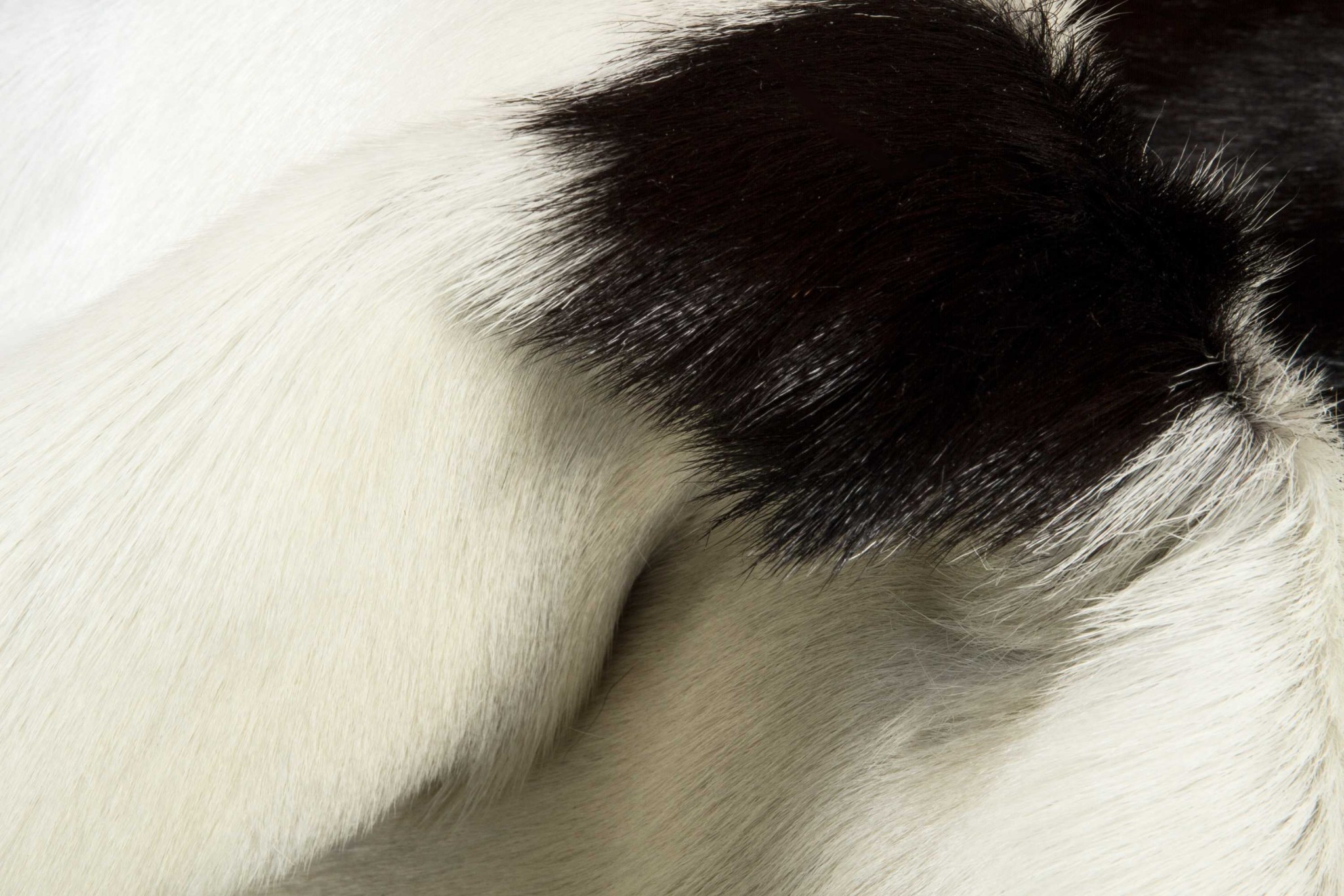 2" X 3" Natural Black And White Calfskin Area Rug