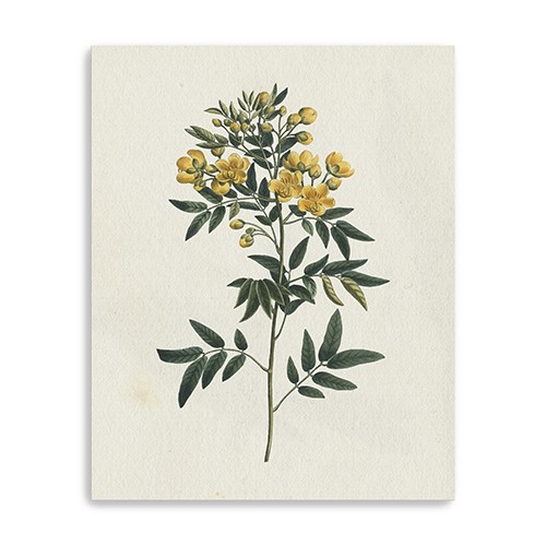Singular Yellow Blossom Branch Unframed Print Wall Art-399054-1