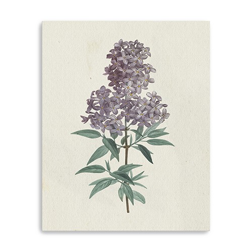 Singular Purple Blossom Branch Unframed Print Wall Art-399058-1