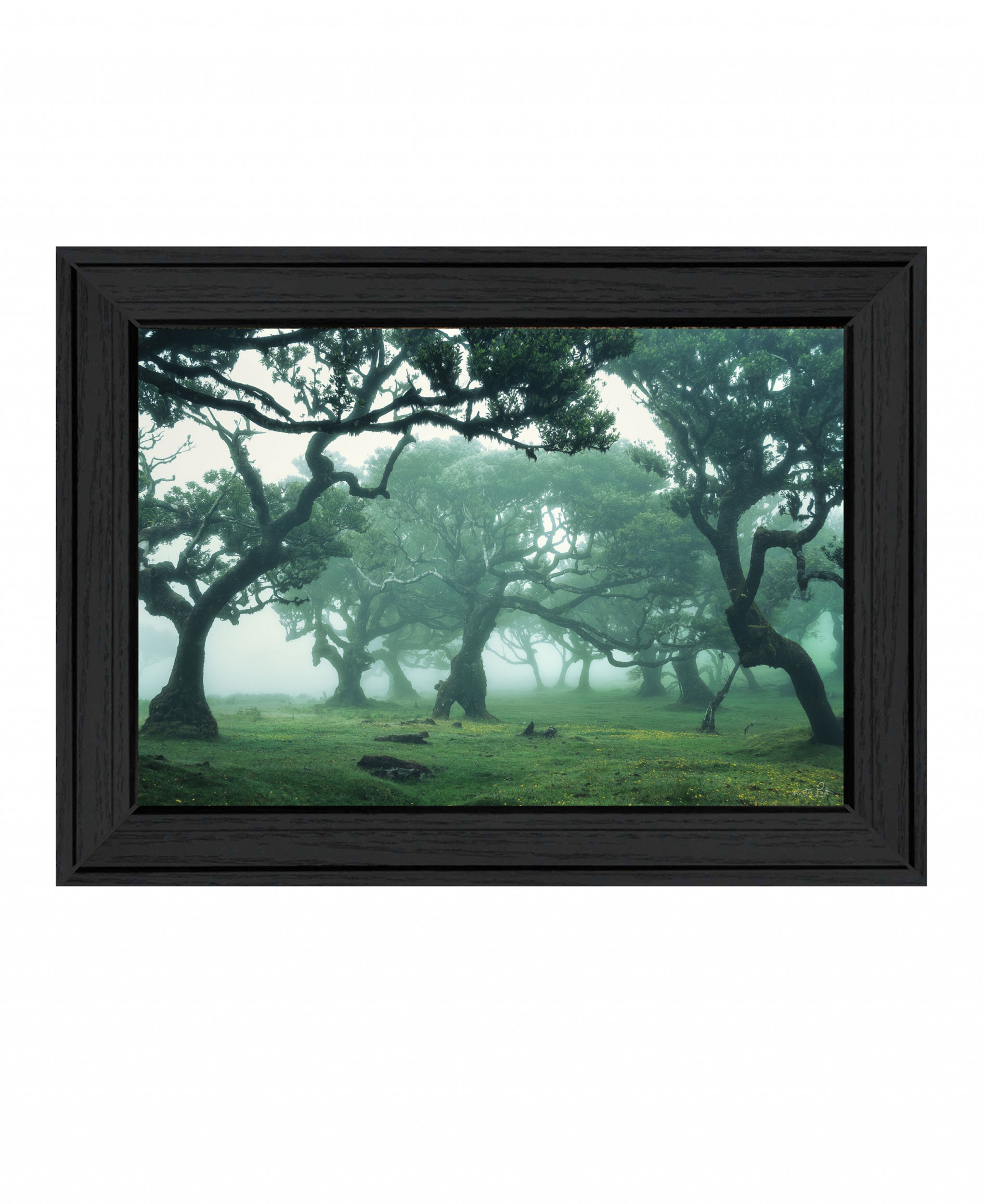 Enchanted Forest Ii 3 Black Framed Print Wall Art