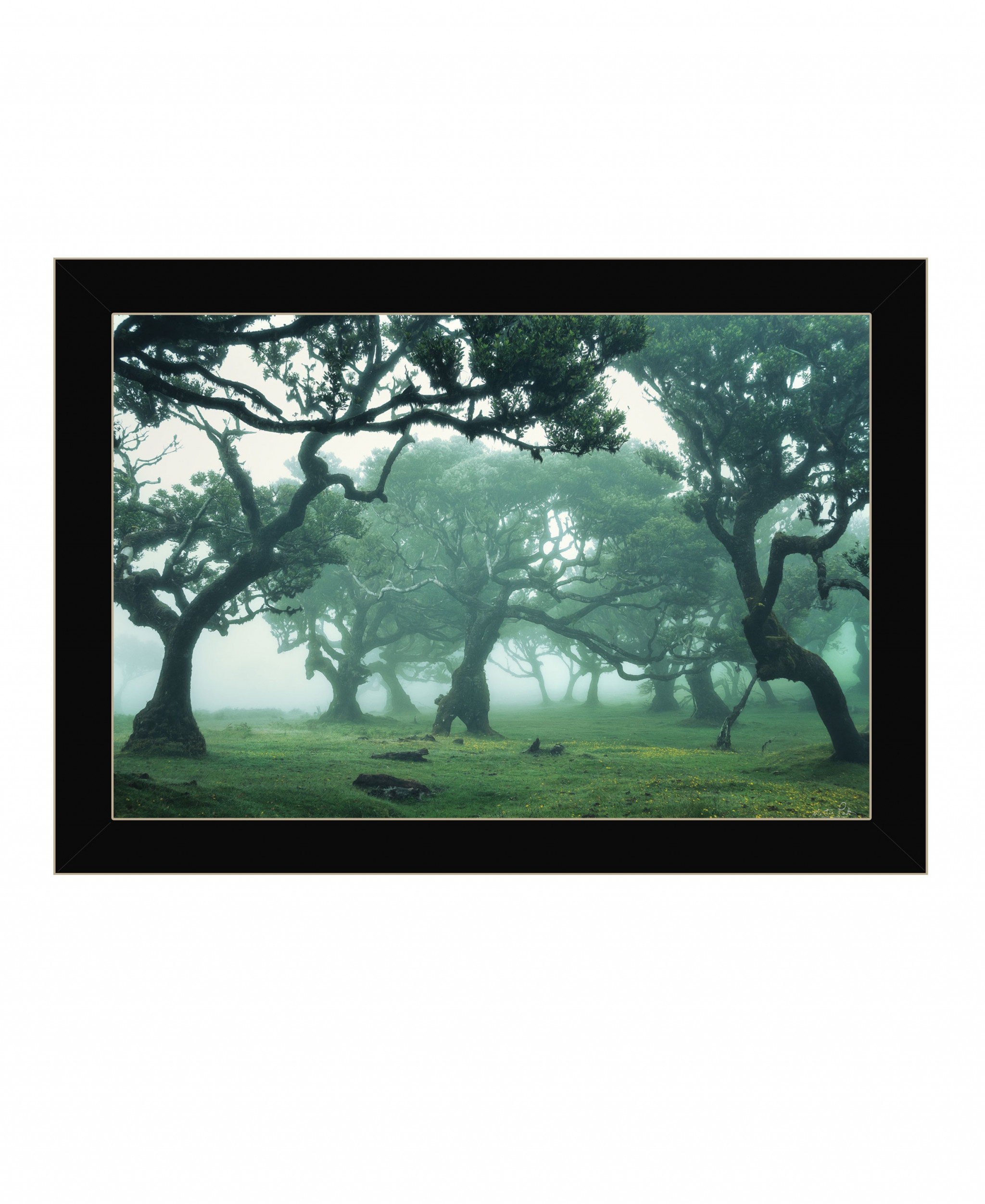 Enchanted Forest Ii 1 Black Framed Print Wall Art